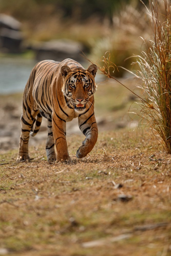 Corbett Booking