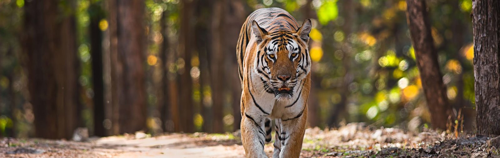 Comfortable Jim Corbett Travel