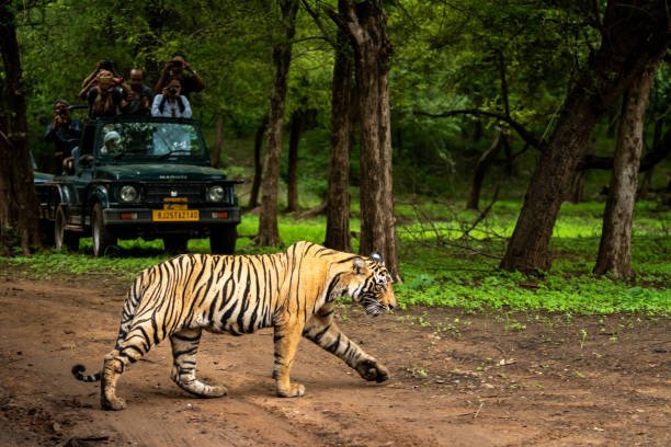 Corbett Safari Tour