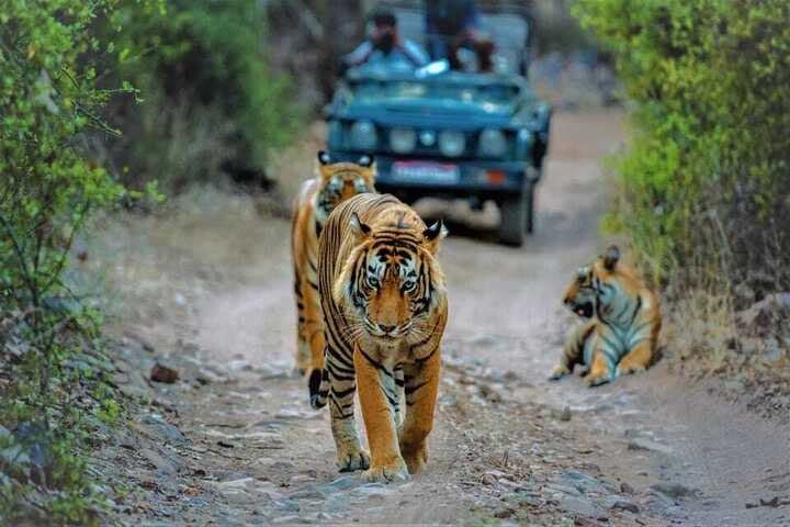 Jeep Safari